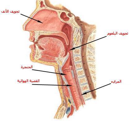 الوتران في حالة إصدار األصوات المهموسة. وهو نفس الوضع الذي يتخذانه في حالة التنفس العادي. - 2 قد يقترب الوتران الصوتيان من بعضهما, فتضيق فتحة المزمار, ولكنها تظل تسمح بمرور الهواء خاللها.