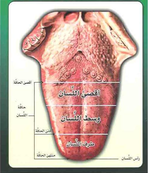 وفيما يلي وصف لمحتويات تجويف الفم: أ- اللساان: اللساان مان أهام أعضااء النطاق, وهاو عضاو مارن قابال للحركاة إلاى حاد كبيار وباتجاهاات مختلفة, ويستطيع أن يتخذ أشكاال وأوضاعا متعددة مما يجعله يسهم في