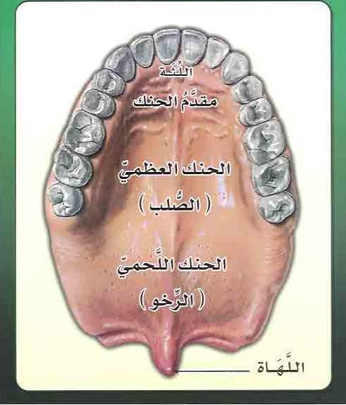 1- مقد م الحنك: وهو ذلك القسم من الحنك الواقع خلف األسنان العليا, وهو مح دب ومح زز, كما أنه ثابت ال يتحرك, ويمكن تحسس موضعه باإلبهام.