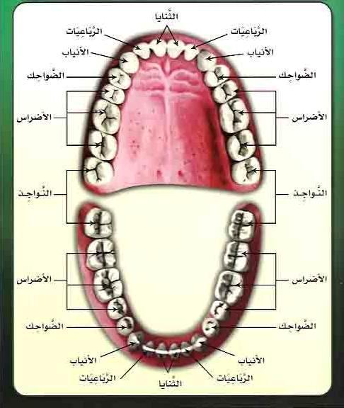 د- األسنان: األسنان من أعضاء النطق الثابتة, ولها دور هام في إنتاج عدد من األصوات اللغوية. ومعرفتها ضرورية لفهم عدد من المخارج, وهي تحديدا مخرج الضاد وما يليه من مخارج اللسان جميعها, ومخرج الفاء.