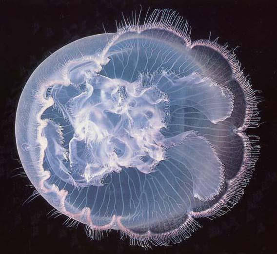 Classطائفة Scyphozoa الفنجانيات تشتمل على قناديل البحر الكبيرة