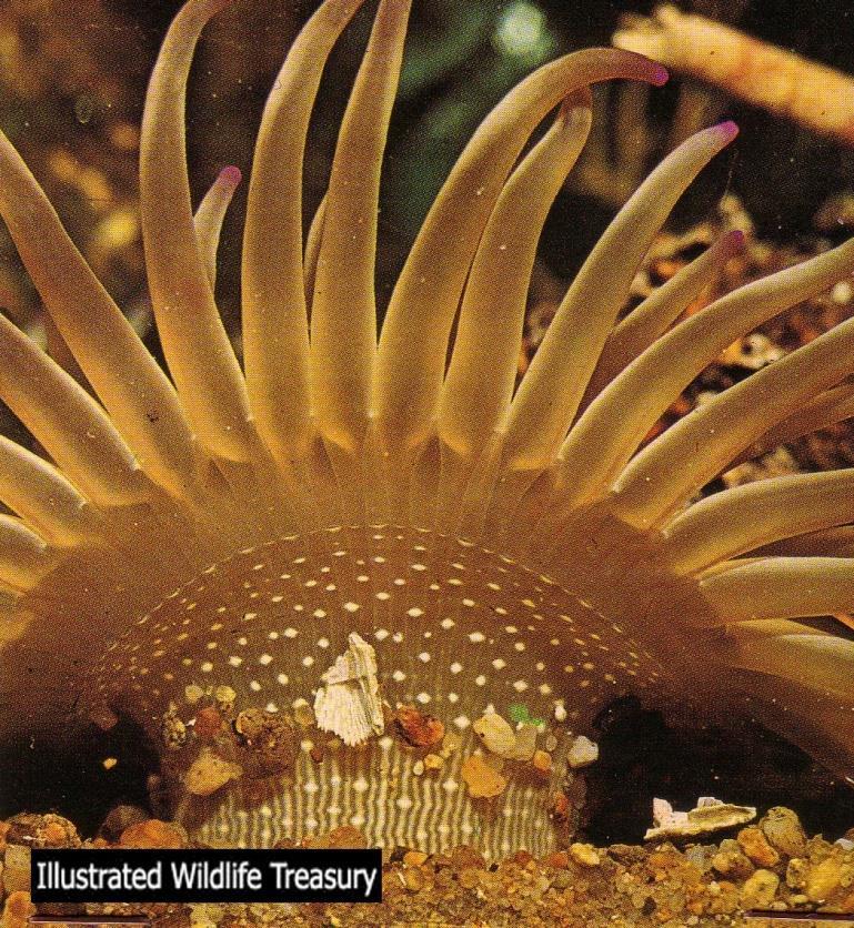 Class Actinozoa طائفة الشعاعيات هذه الطائفة زهرية الشكل مثل شقائق النعمان والشعاب