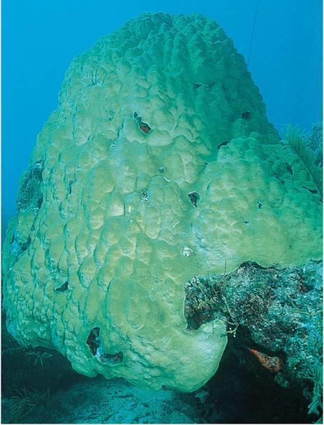 Class Anthozoa Hard Coral Hexacorallia 6-fold symmetry Precipitate Ca 3 (CO 3 ) 2