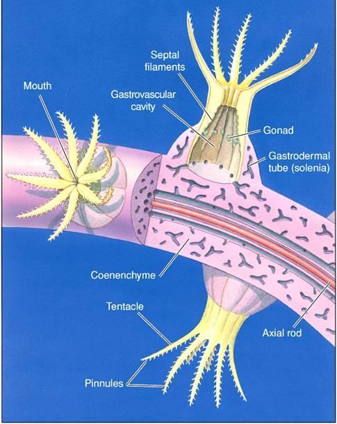 Class Anthozoa soft corals Octocorallia 8-fold symmetry