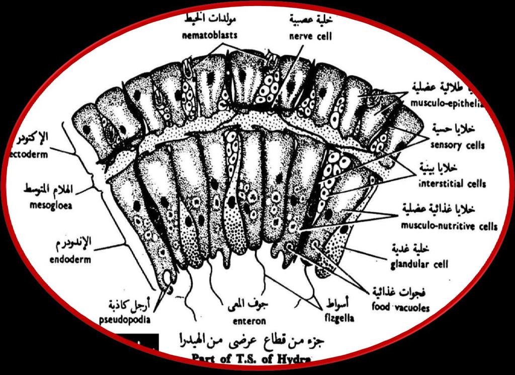 البنيان الخلوى: يتركب جدار الجسم من