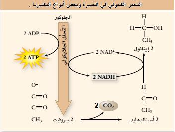 المعاون في العلوم الحياتية للصف الثاني عشر علمي Pdf Free Download