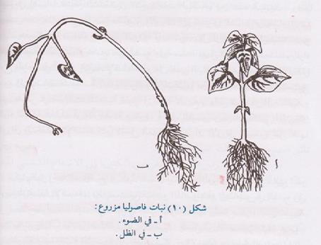 التأثير على طول الساق يالحظ ان النباتات التي تنمو في الظل تكون ساقها رفيعة صفراء اللون طويلة