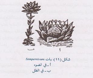ويمكن كذلك مالحظة تأثير الضوء على استطالة الساق في النباتات قصيرة الساق والتي تترتب اوراقها في وريدة جذرية, عندما تنمو هذه النباتات في وسط