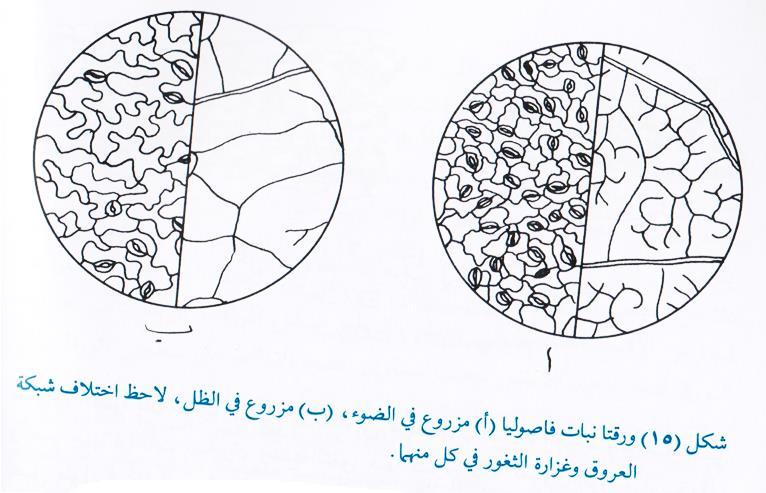 تأثير الضوء