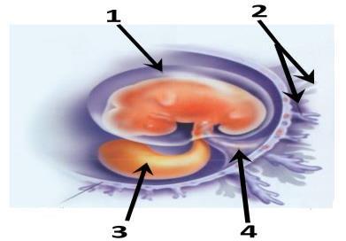 -B هةل لوشي نةرة طةورةكان, وةرطري CD4 و وةرطرة هاوةل ي.
