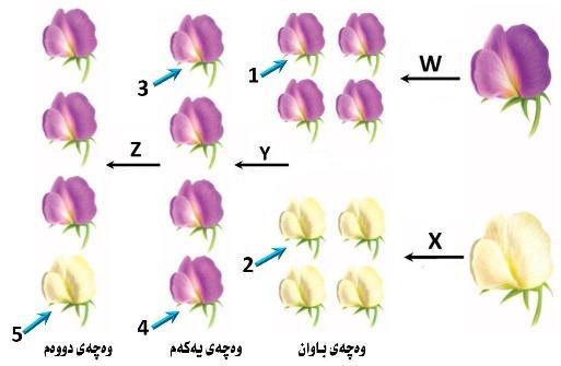 .18 بةثشت بةسنت بةم شي وةيةي بةرامبةر كة سي هةنطاوي تاقيكردنةوةكاني مةندل رووندةكاتةوة كام لةم هةل بذاردانةي خوارةوة راستة.