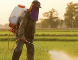 و األلترناريا Alternaria) وحشرات الز يلي Pucerons) والرت يلية Acariens) والديدان الليلية Noctuelles) والسلكية fer) Vers fil de