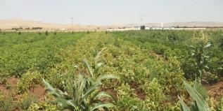 بذور مراقبة حقل بطاطا باستعمال بذور غير مراقبة الحرص على نقل