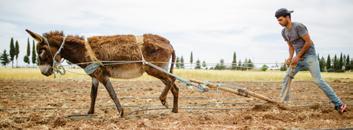 القيام بتخطيط القطعة قبل الغراسة بيوم أو يومين للحفاظ على الرطوبة بالتربة تاريخ الغراسة كثافة الغراسة