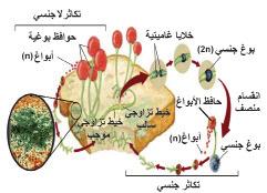 التكاثر في الفطري ات Fungi( :)Reproduction in تختلف طرق تكاثر الفطري ات باختلاف نوعها معظمها يتكاثر لاجنسي ا وبعضها يتكاثر جنسي ا.