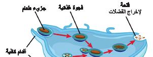 التغذية في الطلائعي ات Protists( )Nutrition in تمتلك الطلائعي ات طرق تغذية مختلفة للحصول على غذائها وتوفير الطاقة اللازمة لها فكيف تحصل هذه الكائنات على غذائها 1- بعض ال أنواع ذاتي ة التغذية