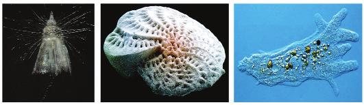 2- قبيلة ال أميبي ات :)Amoebozoa( 3- قبيلة السوطي ات