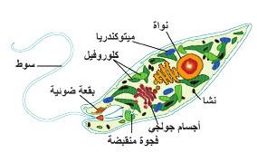 ثاني ا : الطلائع يات شبيهة النباتات (