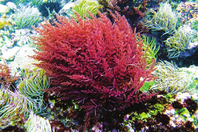 الطحالب اليوغلين ية ( )Euglenophyta بقعة