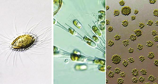 الدياتومات ( )Diatoms الشكل ( )10