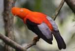 في أمريكا الجنوبية وهو الطائر الوطني لبيرو و له ريش غزير برتقالي اللون وعرف كبير الحجم ي غطي منقاره.