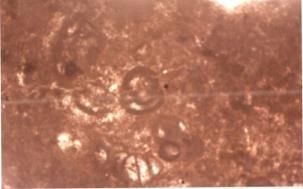 Facies Association Four (Rudist Biostrom) Generally all types of microfacies