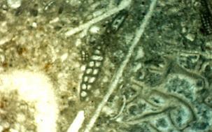 Facies Association Five (Shallow Restricted marine ) This association consists