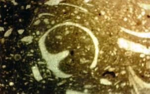The benthonic foraminifera are including Miliolids, Nezzazata, Alviolinids,