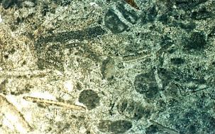 The others fossils include sponge spicules, Algae, Rudist fragment, and