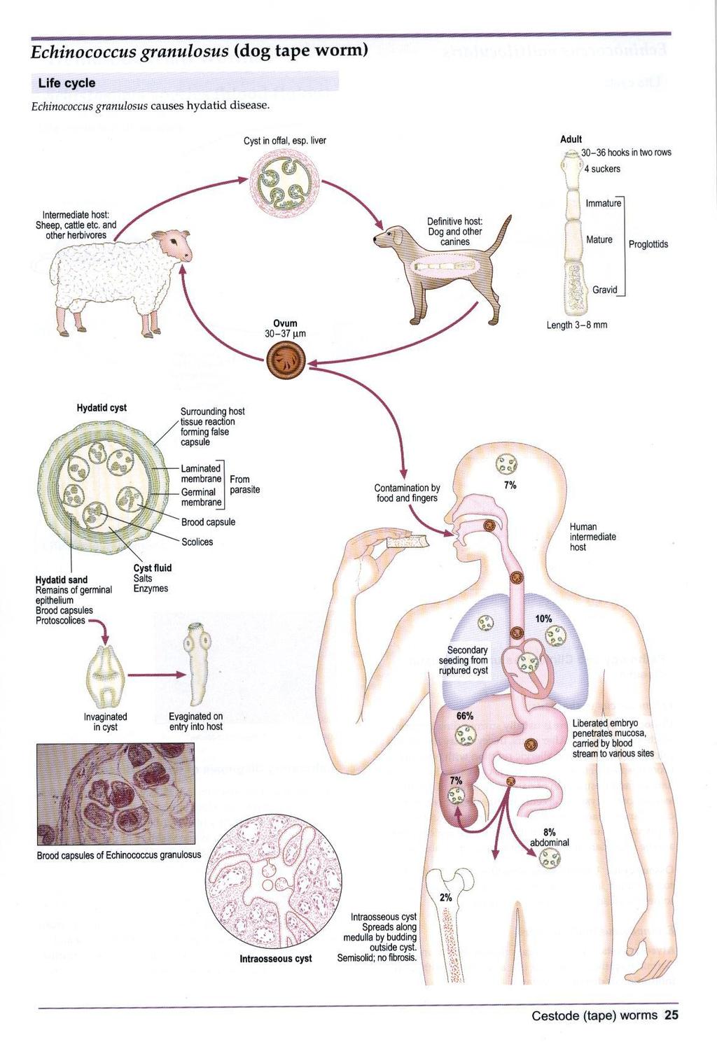 Life cycle of Echinococcus شكل )5(: دورة ح اة