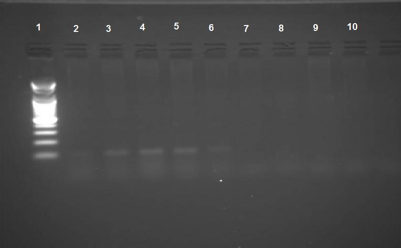 Iraqi Journal of Biotechnology 42 ألجيف, والمجيزة مف قبؿ شركة Bioneer,.