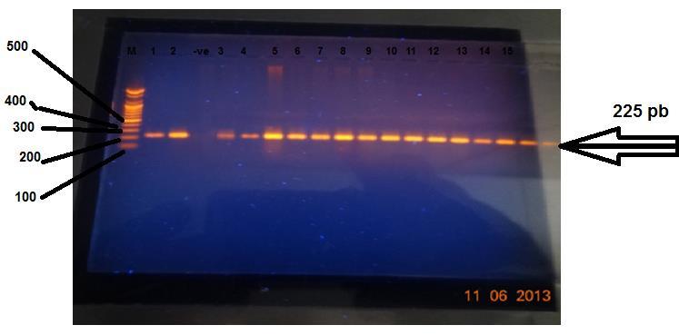 Iraqi Journal of Biotechnology 43 التشخيص الو ارثي لبكتيريا.P mirabilis بواسطة الجين urer يعد جيف البكتيريا urer جيف مي في عممية تشخيص ىذه.