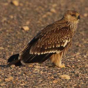 Eastern Imperial Eagle Aquila heliaca عقاب مليك رشقي Passage migrant Found at Neolithic WF16 مهاجر عابر عرث عىل بقايا الطائر يف موقع وادي فينان 16 The Imperial Eagle inhabits both wooded foothills