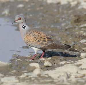 Turtle Dove Streptopelia turtur حاممة السلحفاة/القمرية Passage migrant/ Summer visitor/ Breeds nearby Not found at Neolithic WF16 مهاجر عابر\ زائر صيفي\ يتكاثر يف األماكن القريبة من وادي فينان مل يتم