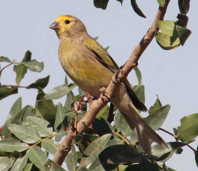 الن ع ار/الن غ ر الشامي Syrian Serin Image