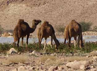 الشعبة محمية دراسة قانونية