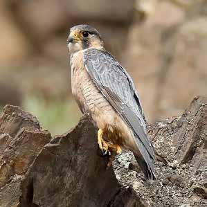 شاهني جبيل Barbary Falcon صقر وكري