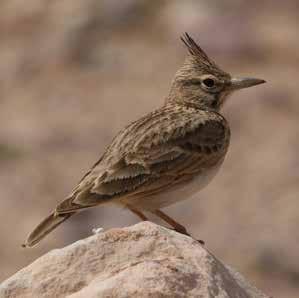 Crested Lark Galerida cristata قربة متو جة Common resident Not found at Neolithic WF16 مقيم شائع مل يتم العثور عىل بقايا الطائر يف تنقيبات موقع وادي فينان 16 Identified by the prominent feather crest