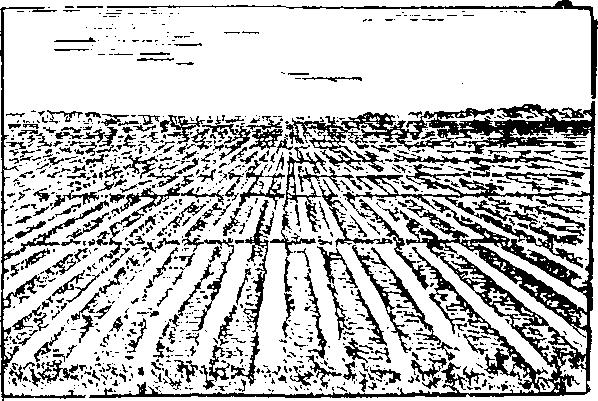 ثكل ١٣( أرذى مخددة او مضدة لزراعة أو 'المنصب اايطن trench excavator trench-plough n. trench plough V.