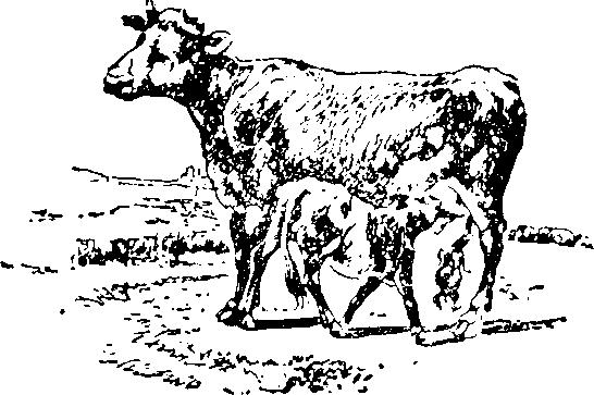 ١٢( سثسة واسم ور CATTLE, SHEEP, Etc. Bear v.t. beast n. bell-wether blot boar browse, V. (eat buck (goat bull calf انتجت.