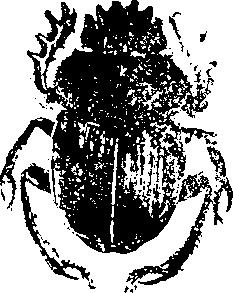 aphis beetle click beetle (Agriotes Colorado beetle INSECTS قماة خذخماء جعل فرحب من ١!جشرة ١ ذه.