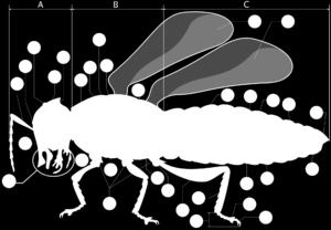 حشرة البراعة تولد الضوء همية الهيكل الخارجي في الحشرات مناطق جسم الحشرة Body Regions of insects ان جدار جسم الحشرة الخارجي مقسم الى حلقات segments