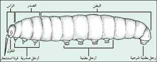 ما بالنسبة لالرجل في الحشرات الغير كاملة )اليرقات )Larval legs فيوجد نوعان من االرجل هما :- االرجل الحقيقيية True legs توجد في منطقة الصدر وهي تشبة