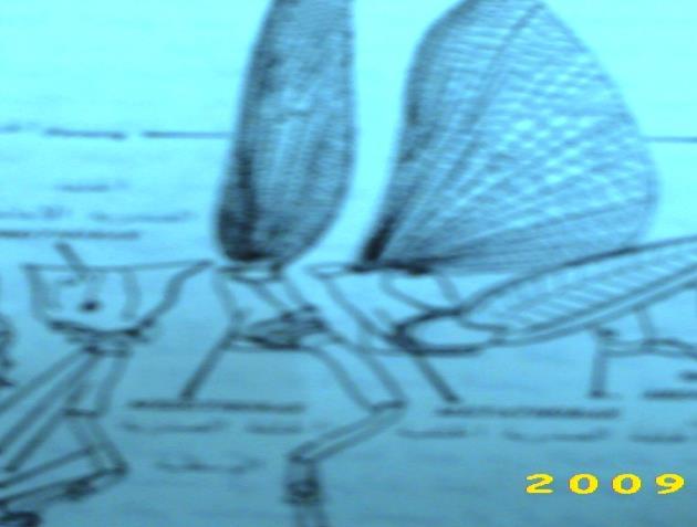 للحشرة النموذجية زوجان من االجنحة احدهما امامي Fore wings يوجد على جانبي الصدر االوسط واالخر خلفي Hind wings يتصل جانبا بترجة الصدر الخلفي واليحمل