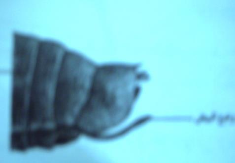 Hemiptera )d المختبر السادس :- البطن وزوائدها القرون الشرجية اله وضع البيض اله اللسع.
