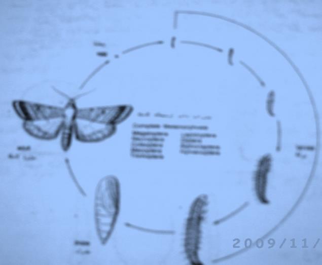 Holometabola or complete (complex) 3( حشرات ذات استحالة كاملة او معقدة metamorphosis تعد الحشرات التي لها استحالة كاملة متطورة جدا في تكوينها ولها يرقات نشطة دودية الشكل التشبة