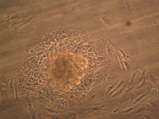 AlAnbar J. Vet. Sci., Vol.