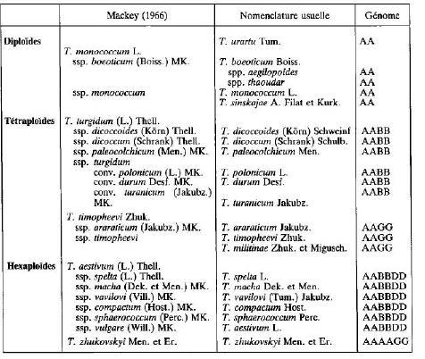 استعراض المراجع الجدول-أ-: التصنيف الوراثي للقمح حسب (1966 (Mackey, 2-4-1- التصنيف النباتي للقمح الصلب (2009 III.