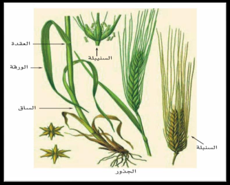 استعراض المراجع الشكل د-: مختلف مراحل دورة حياة القمح 1-6 -الوصف المورفولوجي لنبات القمح لقد أشار محمد )2000( أن نبات القمح يتكون من: 1-6-1- الجذر: توجد الجذور الجنينية و عددها خمسة و هي الجذ ير و