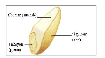 استعراض المراجع الغالف الجنيني. الغالف الداخلي أو الخارجي. خاليا أنبوبية. -3-5-6-1 الجنين :(L embryon) يتكون من الجنين و Scutelleum و يشكل حوالي %3 من البذرة.
